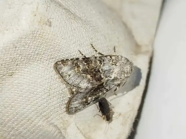 Hecatera bicolorata - világos kertibagoly