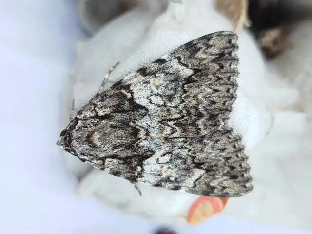 Catocala promissa - kis tölgyfa-övesbagoly