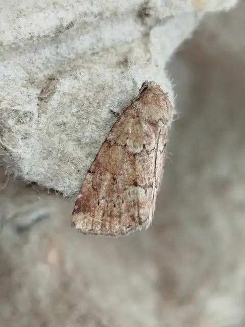 Photedes minima - sédbúza-sásbagoly