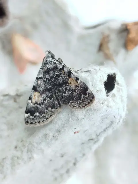 Idia calvaria - sárgafoltú kuszarajzúbagoly