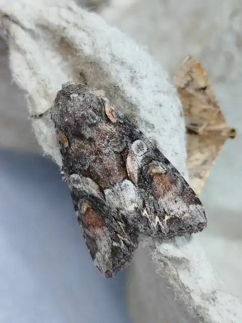 Lacanobia contigua - hamuszürke kertibagoly