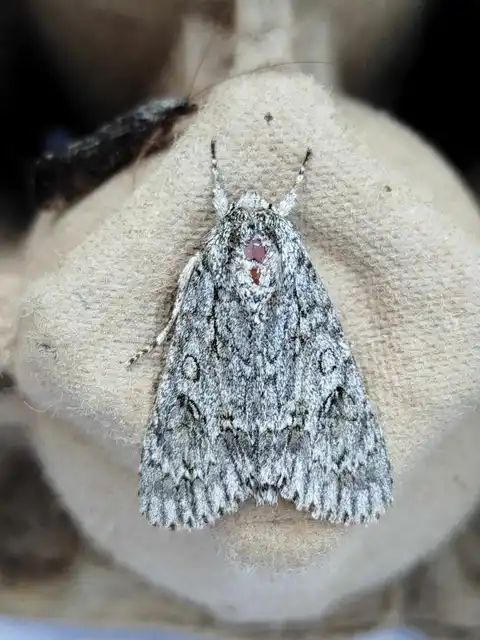 Acronicta aceris - vadgesztenye-szigonyosbagoly