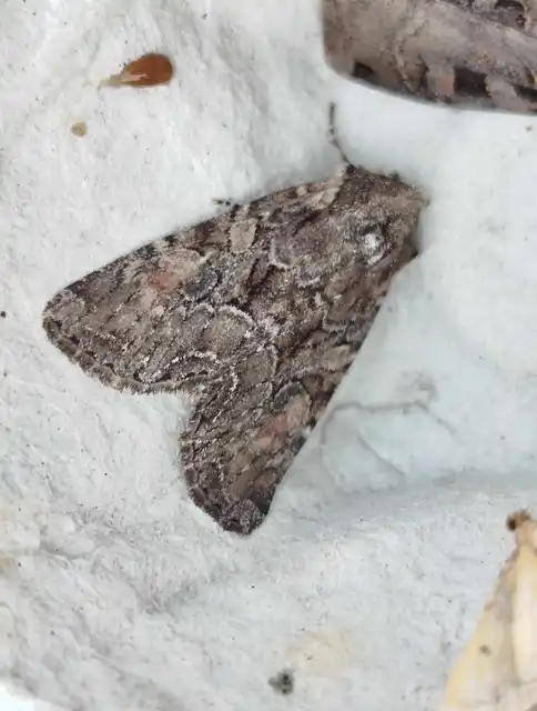 Lacanobia thalassina - borbolya-kertibagoly