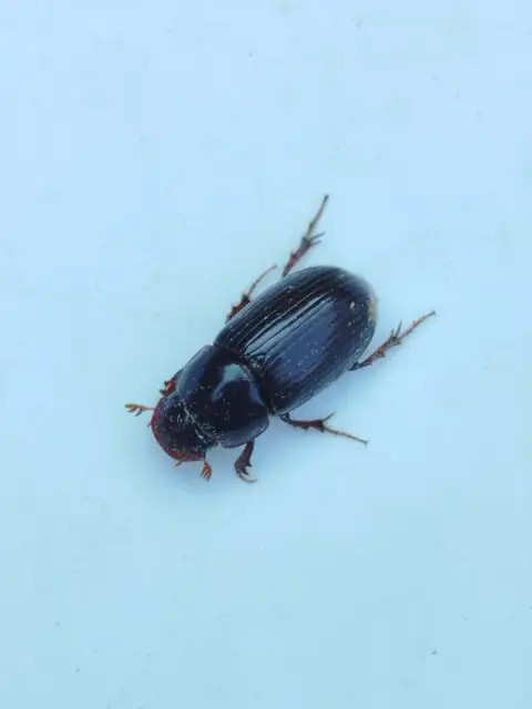 Aphodius rufipes - vörösbarna trágyabogár