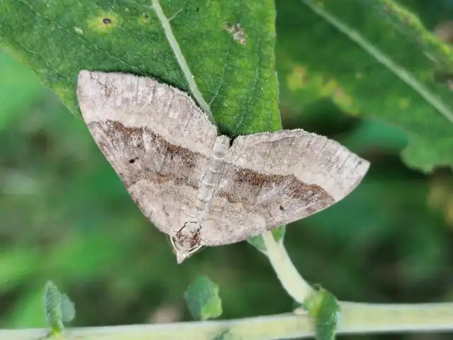Scotopteryx chenopodiata - libatop-araszoló
