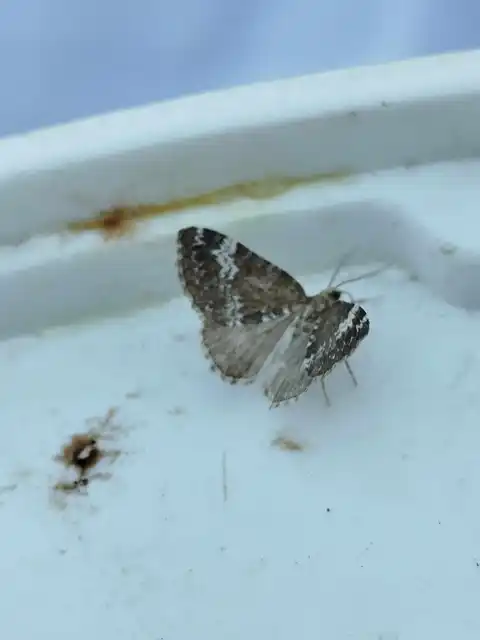 Perizoma alchemillata - árvacsalán-araszoló