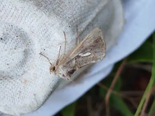 Macdunnoughia confusa - cseppfoltos ezüstbagoly