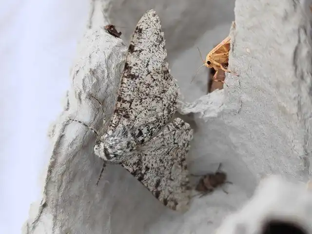 Biston betularia - szürkepettyes araszoló