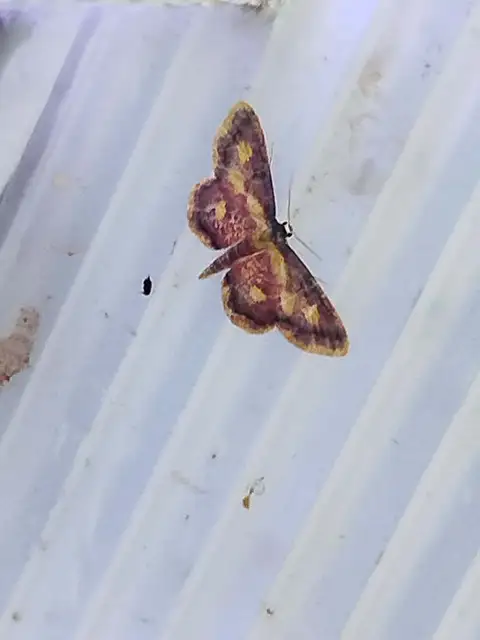 Idaea muricata - mocsári pirosaraszoló