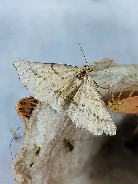 Hypoxystis pluviaria - hegyesszárnyú lápiaraszoló