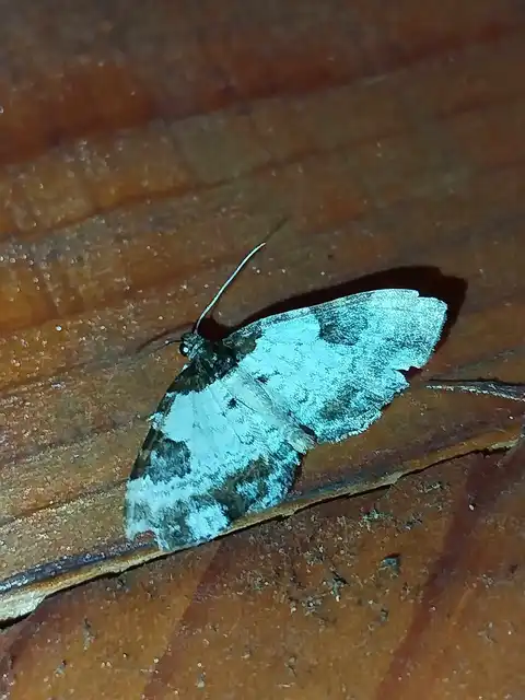 Melanthia procellata - hullámos tarkaaraszoló