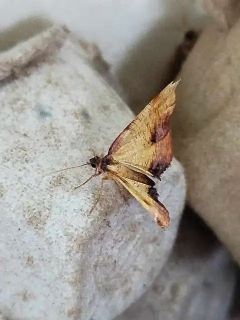 Plagodis dolabraria - baltaszárnyú araszoló