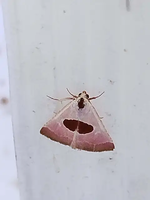 Calymma communimacula - pajzstetűfaló bagoly