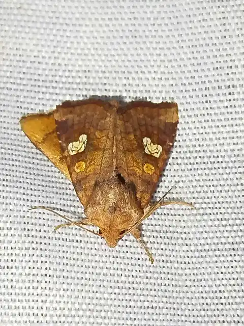 Amphipoea oculea - nagyfoltú lápibagoly