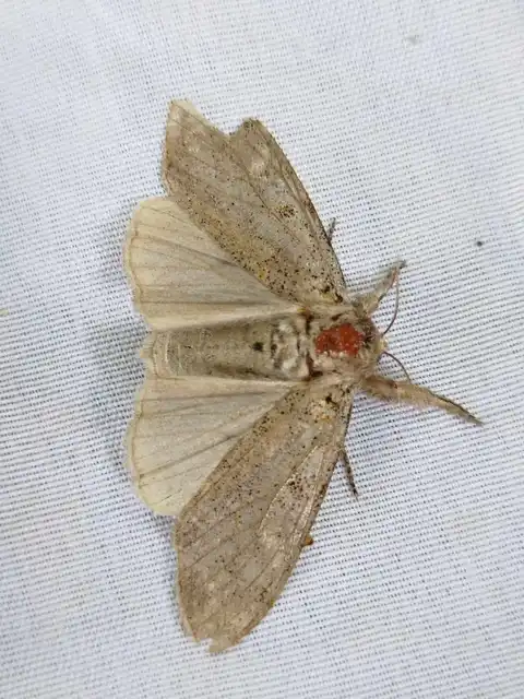 Gynaephora fascelina - vesszős szövő