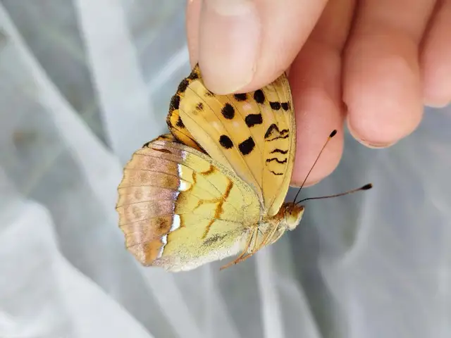 Argynnis laodice - keleti gyöngyházlepke