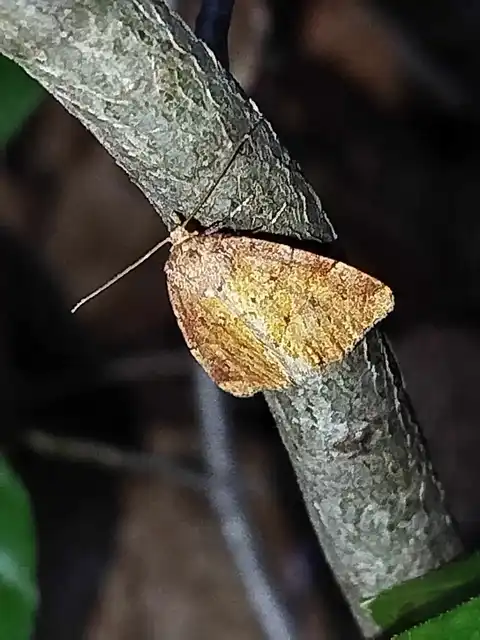 Photedes minima - sédbúza-sásbagoly