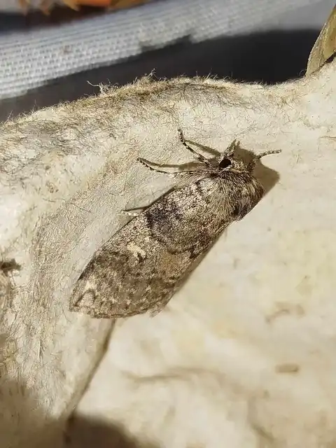Tethea or - bélyeges pihésszövő