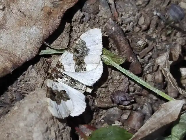 Cosmorhoe ocellata - szemes galajaraszoló
