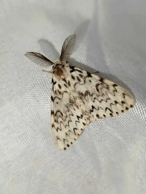 Lymantria monacha - apácalepke
