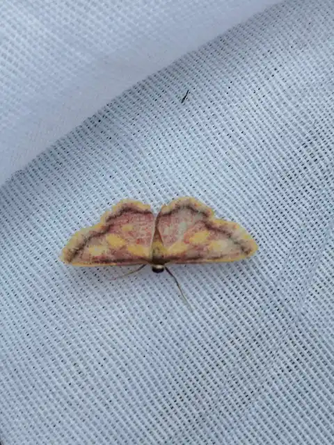 Idaea muricata - mocsári pirosaraszoló