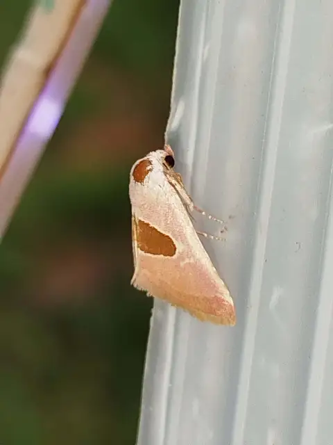 Calymma communimacula - pajzstetűfaló bagoly