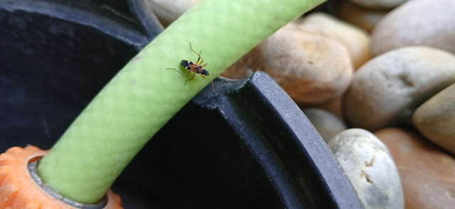 Beosus quadripunctatus - pettyes homokibodobács