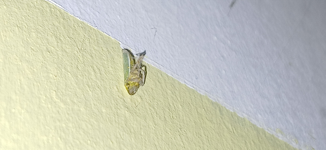 Cicadella viridis - méregzöld kabóca