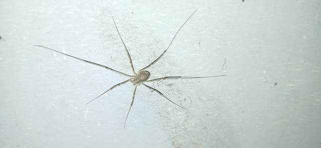 Opiliones - Kaszáspókok