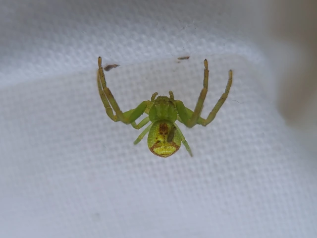 Ebrechtella tricuspidata - alakoskodó karolópók