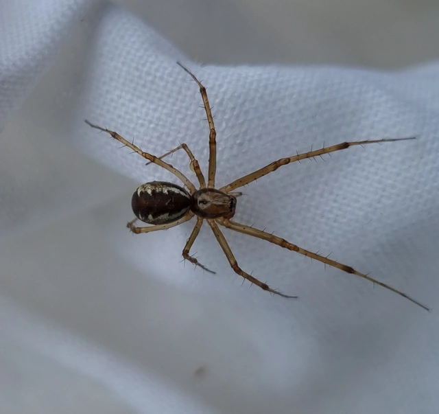 Linyphia triangularis - háromszöges vitorláspók