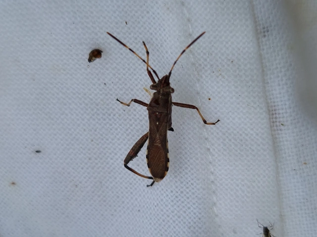 Camptopus lateralis - görbelábú karimáspoloska