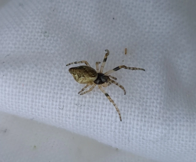 Cyclosa conica - csúcsos keresztespók