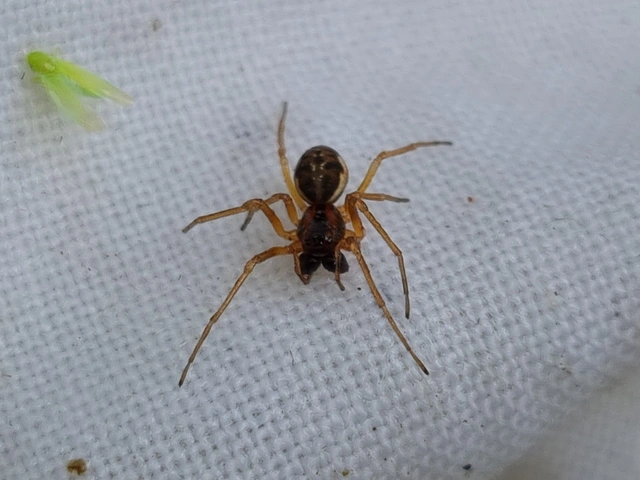 Pachygnatha degeeri/clercki