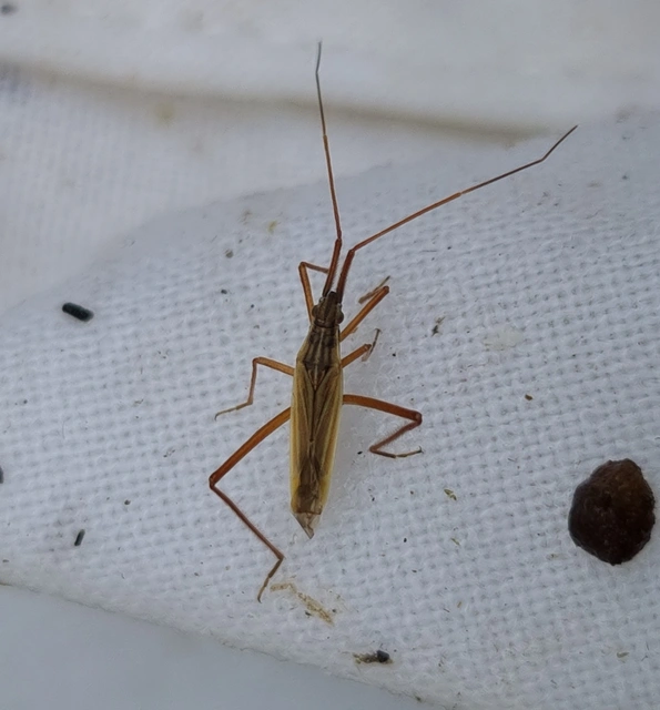 Notostira