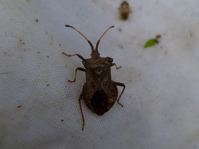 Coreus marginatus - közönséges karimáspoloska