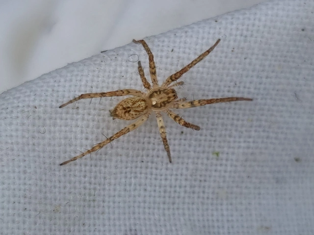 Anyphaena accentuata - jegyespók