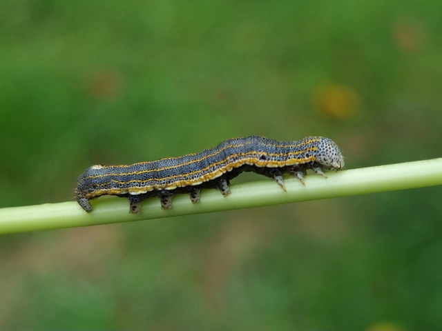Anophia leucomelas - déli folyófűbagoly