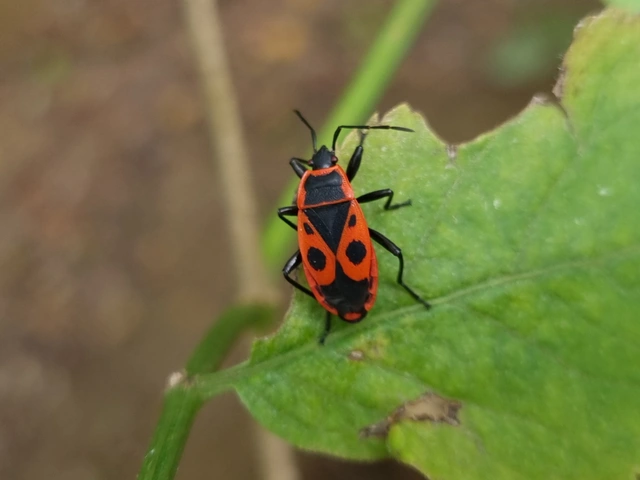 Pyrrhocoris apterus - verőköltő poloska