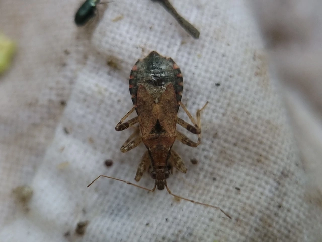 Himacerus