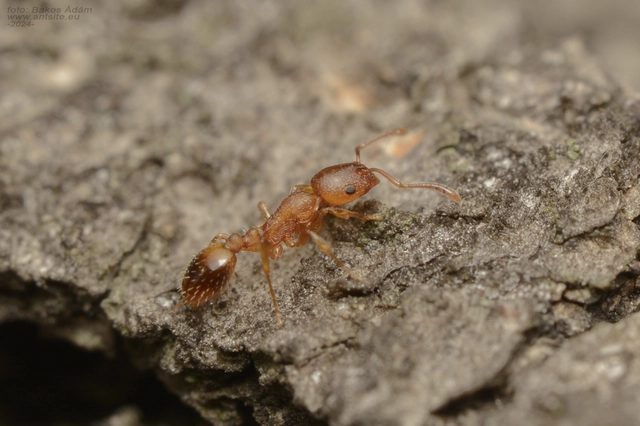 Temnothorax crassispinus - gubacslakó kéreghangya