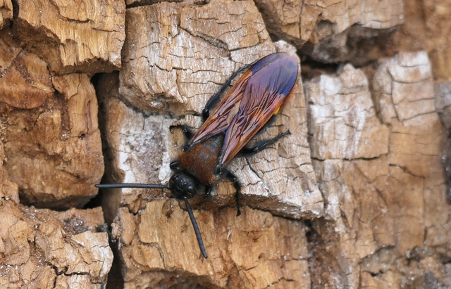 Megascolia maculata - óriás-tőrösdarázs