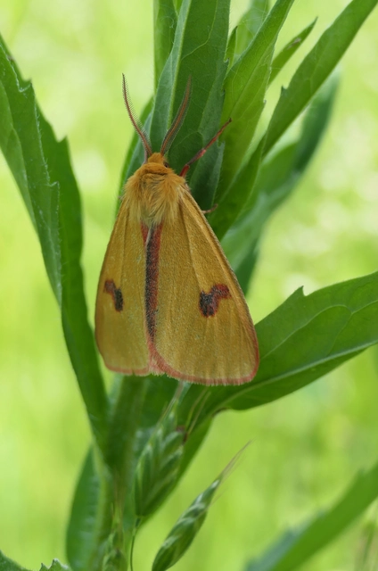 Diacrisia sannio - vörösszélű medvelepke