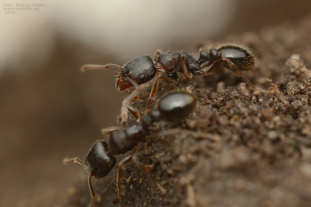 Tetramorium ferox - orosz gyepihangya