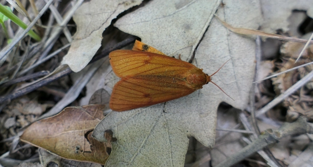 Diacrisia sannio - vörösszélű medvelepke