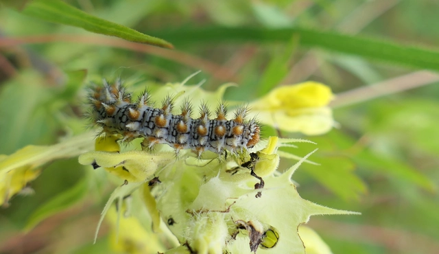 Melitaea didyma - tüzes tarkalepke