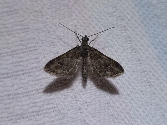 Gymnoscelis rufifasciata - vöröscsíkos törpearaszoló