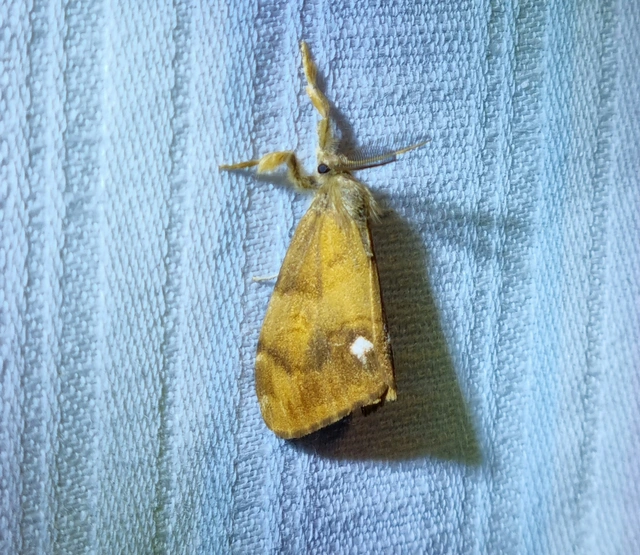 Orgyia antiqua - rozsdabarna kisszövő
