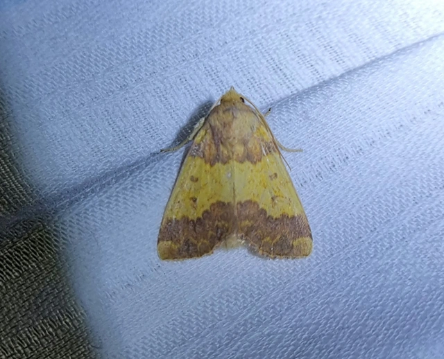 Tiliacea aurago - aranyló sárgabagoly