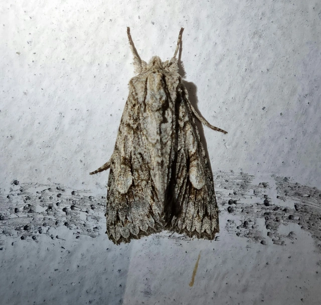 Meganephria bimaculosa - kétfoltos szilbagoly
